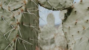 Preview wallpaper cactus, thorns, needles, spike