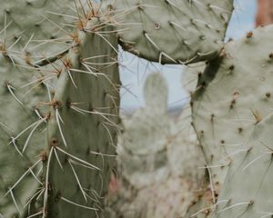 Preview wallpaper cactus, thorns, needles, spike