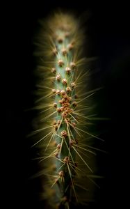 Preview wallpaper cactus, thorns, needles, macro