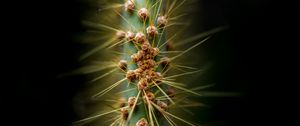 Preview wallpaper cactus, thorns, needles, macro