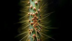 Preview wallpaper cactus, thorns, needles, macro