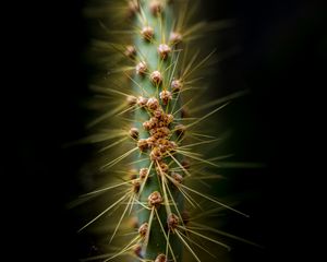 Preview wallpaper cactus, thorns, needles, macro