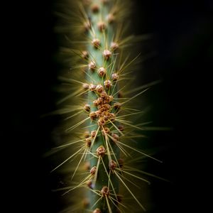 Preview wallpaper cactus, thorns, needles, macro