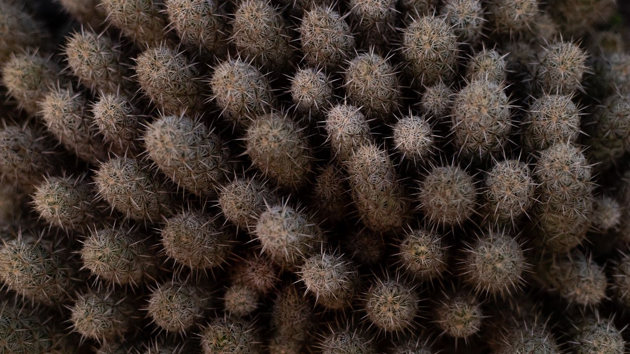 Wallpaper cactus, thorns, plant, needles, macro