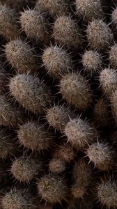 Preview wallpaper cactus, thorns, plant, needles, macro