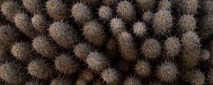 Preview wallpaper cactus, thorns, plant, needles, macro