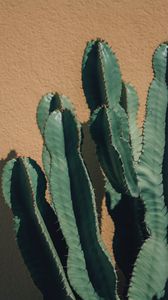Preview wallpaper cactus, thorns, plant, wall