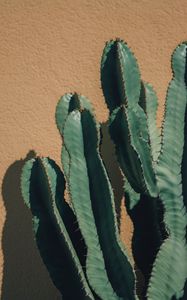 Preview wallpaper cactus, thorns, plant, wall