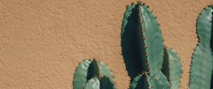 Preview wallpaper cactus, thorns, plant, wall