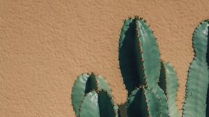 Preview wallpaper cactus, thorns, plant, wall