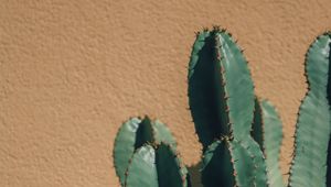 Preview wallpaper cactus, thorns, plant, wall