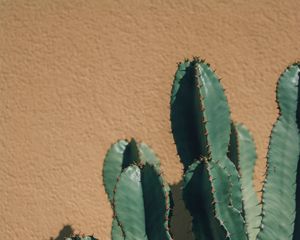 Preview wallpaper cactus, thorns, plant, wall