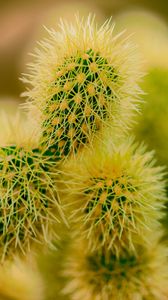 Preview wallpaper cactus, thorns, plant, macro, prickly