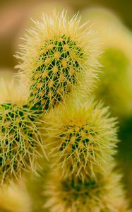 Preview wallpaper cactus, thorns, plant, macro, prickly