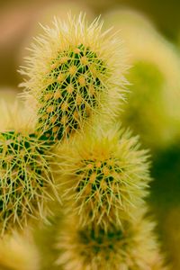 Preview wallpaper cactus, thorns, plant, macro, prickly