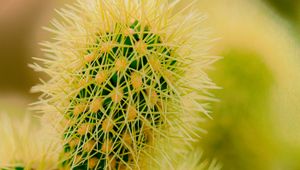 Preview wallpaper cactus, thorns, plant, macro, prickly