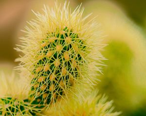 Preview wallpaper cactus, thorns, plant, macro, prickly