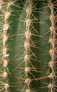 Preview wallpaper cactus, thorns, plant, macro, green