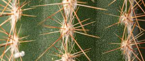 Preview wallpaper cactus, thorns, plant, macro, green