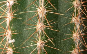 Preview wallpaper cactus, thorns, plant, macro, green