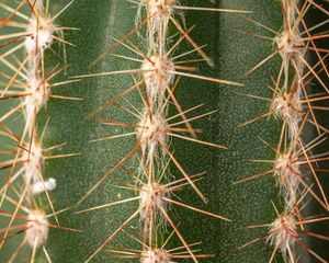 Preview wallpaper cactus, thorns, plant, macro, green