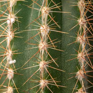Preview wallpaper cactus, thorns, plant, macro, green