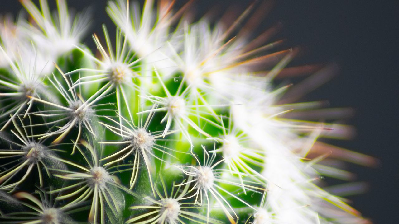 Wallpaper cactus, thorns, plant, green, macro