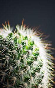 Preview wallpaper cactus, thorns, plant, green, macro