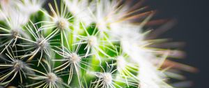 Preview wallpaper cactus, thorns, plant, green, macro