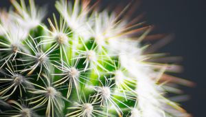 Preview wallpaper cactus, thorns, plant, green, macro