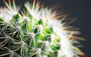 Preview wallpaper cactus, thorns, plant, green, macro