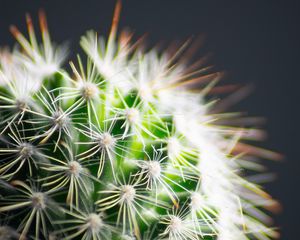 Preview wallpaper cactus, thorns, plant, green, macro