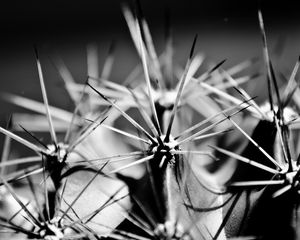 Preview wallpaper cactus, thorns, plant, black white