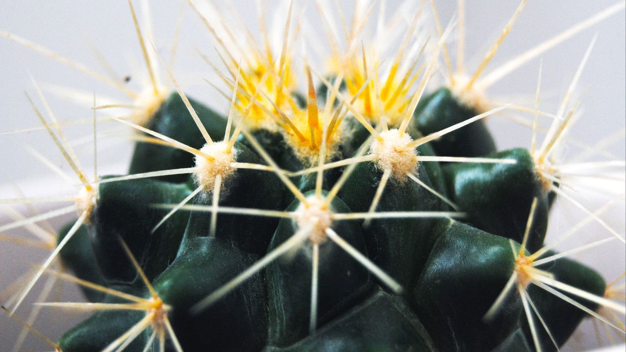Wallpaper cactus, thorns, succulent
