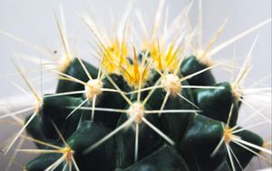 Preview wallpaper cactus, thorns, succulent