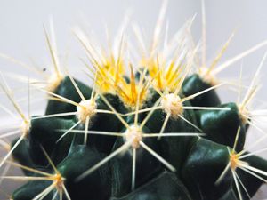 Preview wallpaper cactus, thorns, succulent