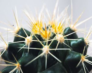 Preview wallpaper cactus, thorns, succulent