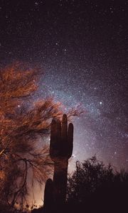 Preview wallpaper cactus, trees, stars, starry sky, night