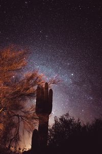 Preview wallpaper cactus, trees, stars, starry sky, night