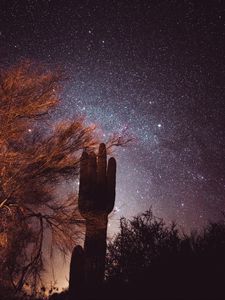 Preview wallpaper cactus, trees, stars, starry sky, night