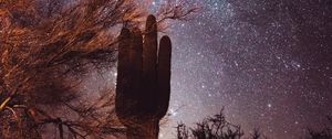 Preview wallpaper cactus, trees, stars, starry sky, night