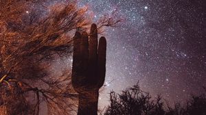 Preview wallpaper cactus, trees, stars, starry sky, night