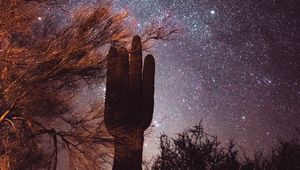 Preview wallpaper cactus, trees, stars, starry sky, night