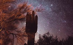 Preview wallpaper cactus, trees, stars, starry sky, night