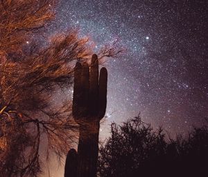 Preview wallpaper cactus, trees, stars, starry sky, night