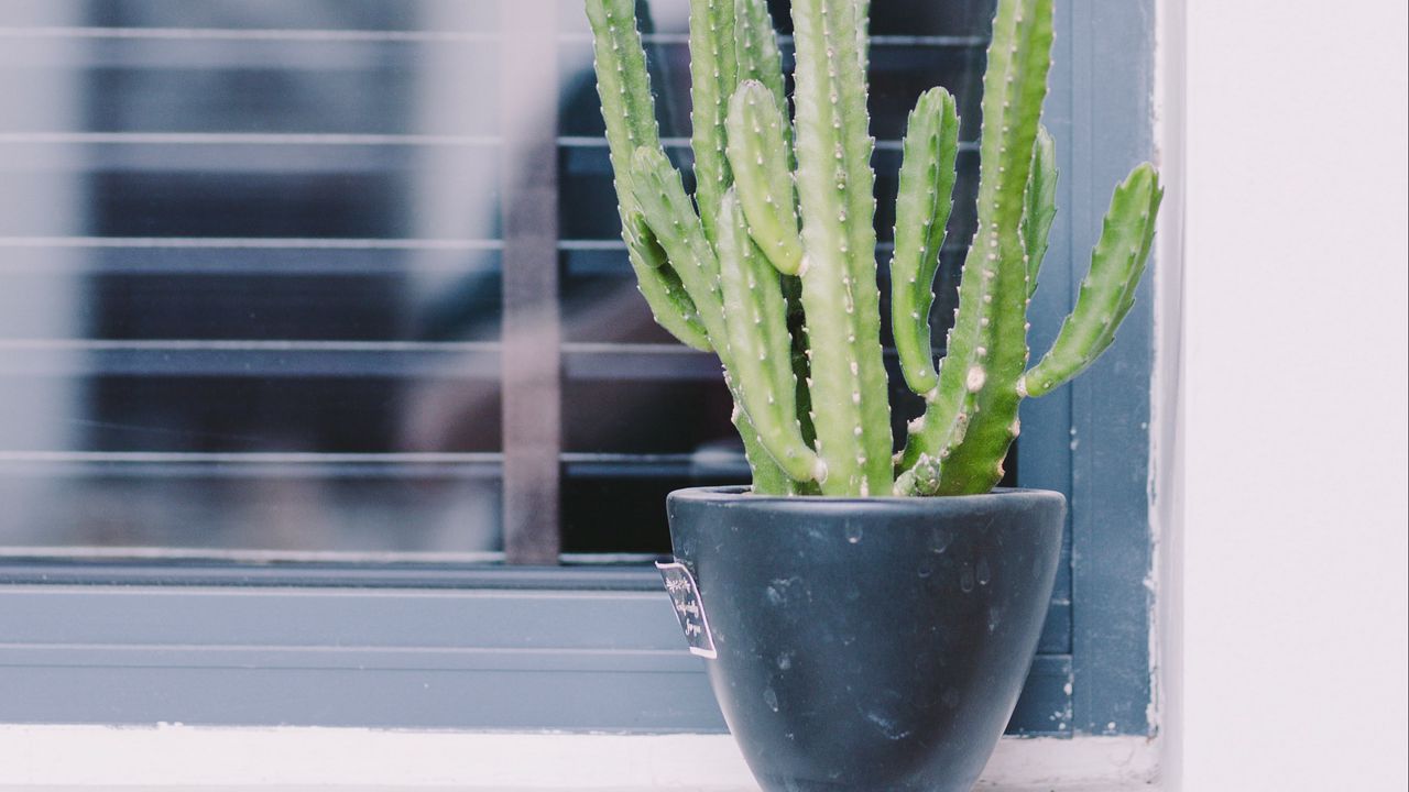 Wallpaper cactus, window, plant, green, decorative