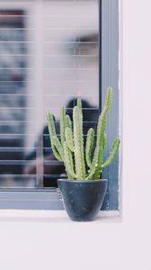 Preview wallpaper cactus, window, plant, green, decorative
