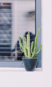 Preview wallpaper cactus, window, plant, green, decorative