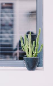 Preview wallpaper cactus, window, plant, green, decorative