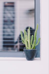 Preview wallpaper cactus, window, plant, green, decorative